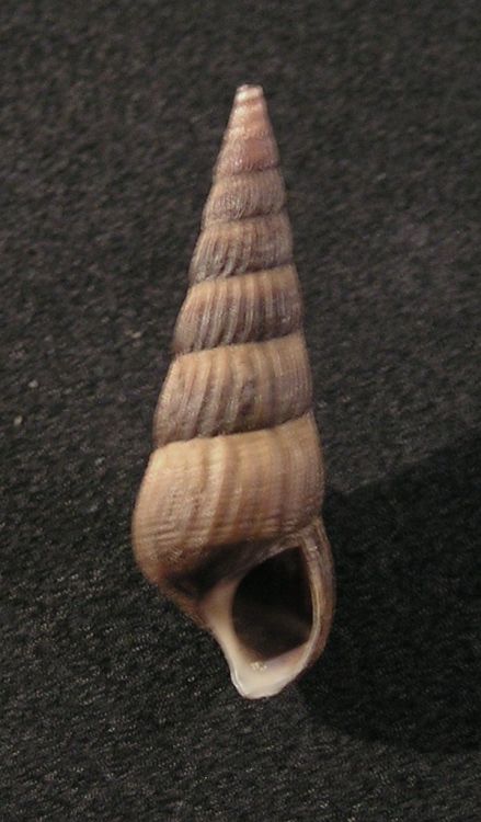 Melanoides tuberculatus - věžovka hrbolkovitá