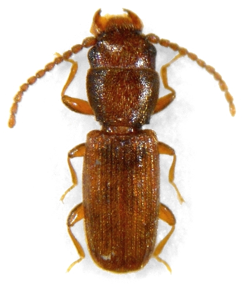 Cryptolestes ferrugineus - lesák moučný
