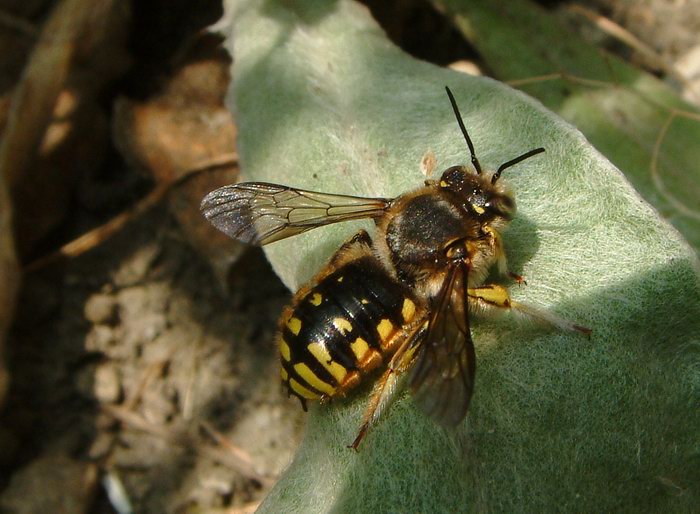 Anthidium manicatum - valchářka obecná