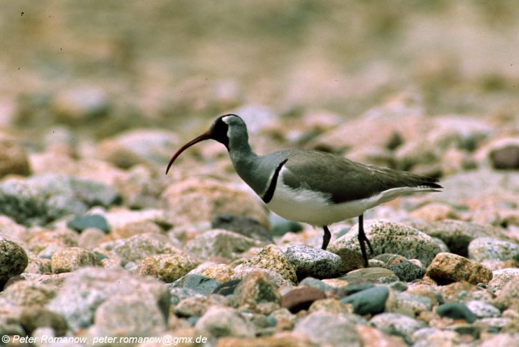 Ibidorhyncha struthersii - Ibisbill