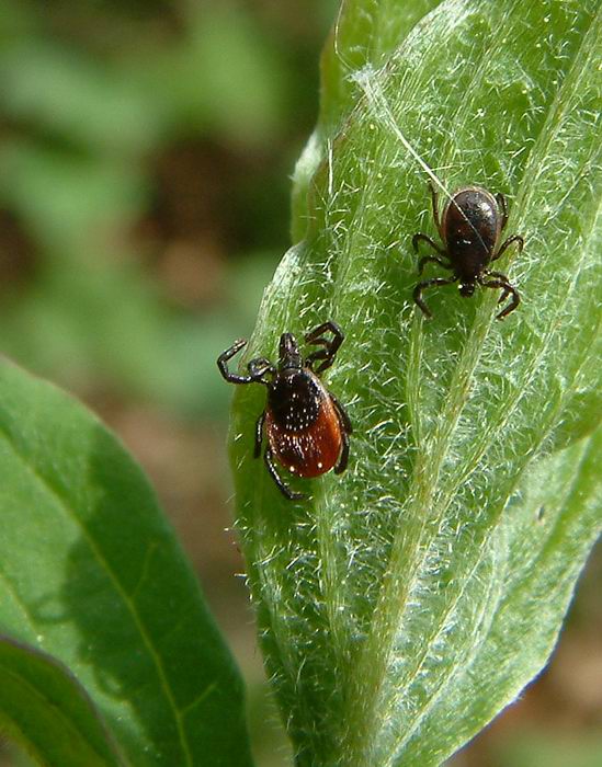 Ixodes ricinus - klíště obecné