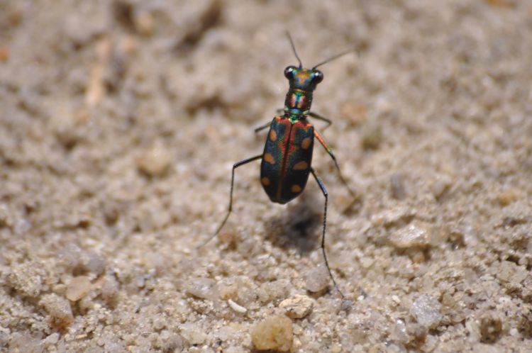 Cicindela aurulenta flavomaculata