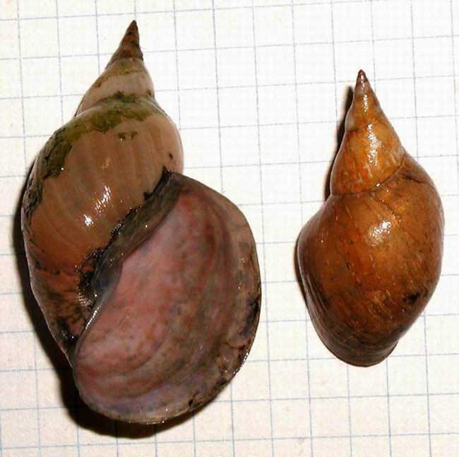 Lymnaea stagnalis - Swamp Lymnaea