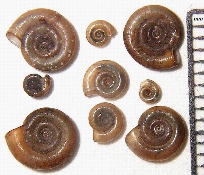Anisus spirorbis