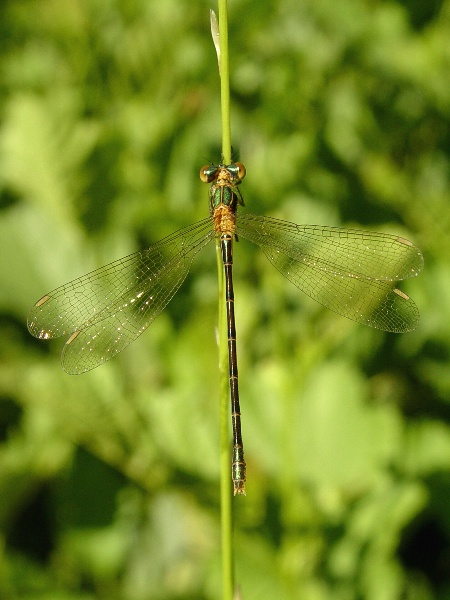 Lestes sponsa - šídlatka páskovaná