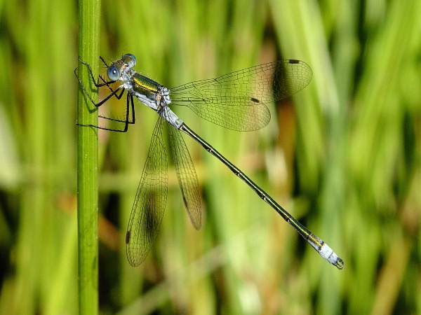Lestes sponsa - šídlatka páskovaná