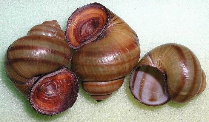 Viviparus contectus - Lister's River Snail