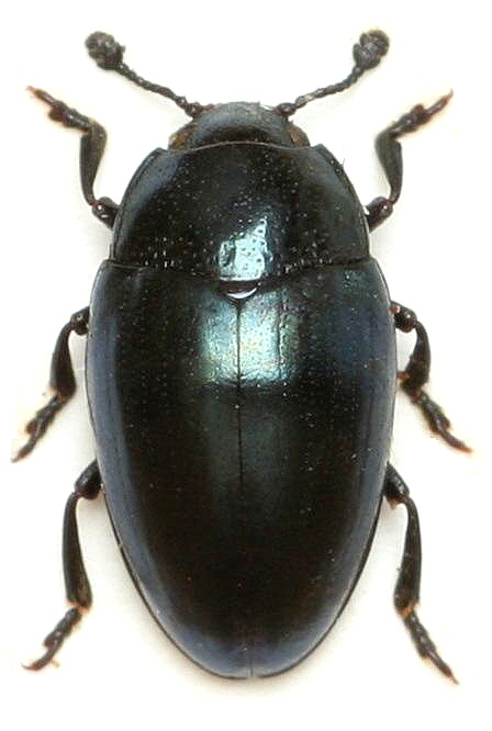Aulacocheilus violaceus