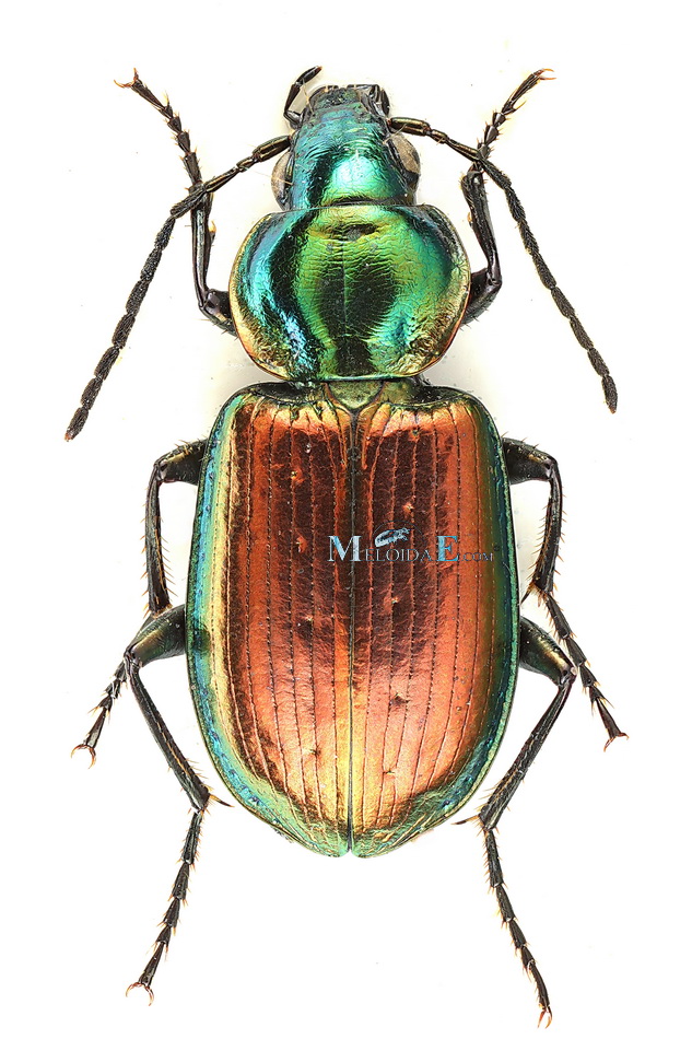 Agonum sexpunctatum - střevlíček šestitečný