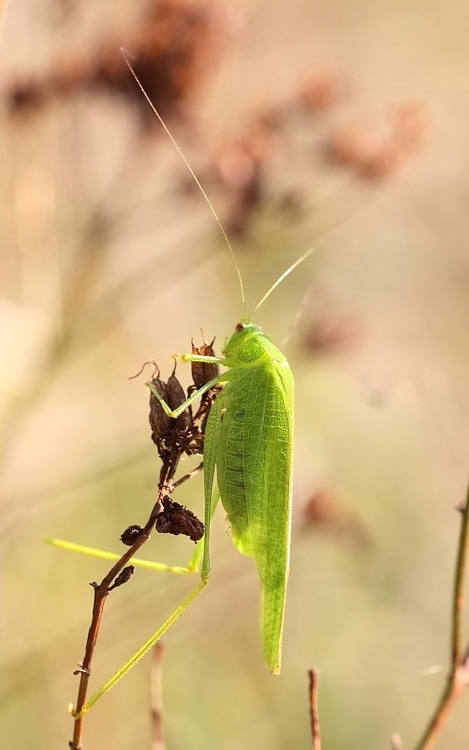 Phaneroptera nana - kobylka malá