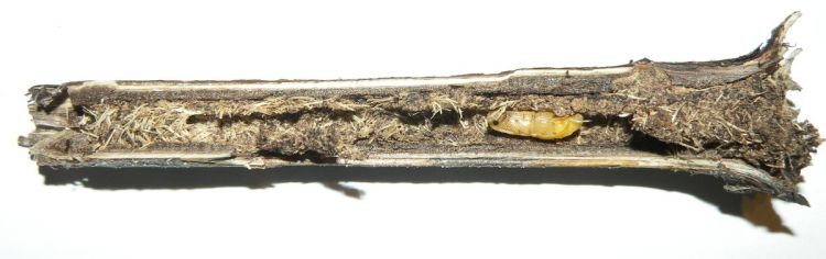 Phytoecia caerulescens caerulescens - kozlíček kovolesklý