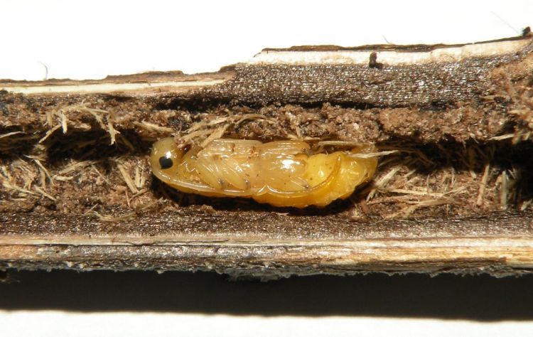 Phytoecia caerulescens caerulescens - kozlíček kovolesklý
