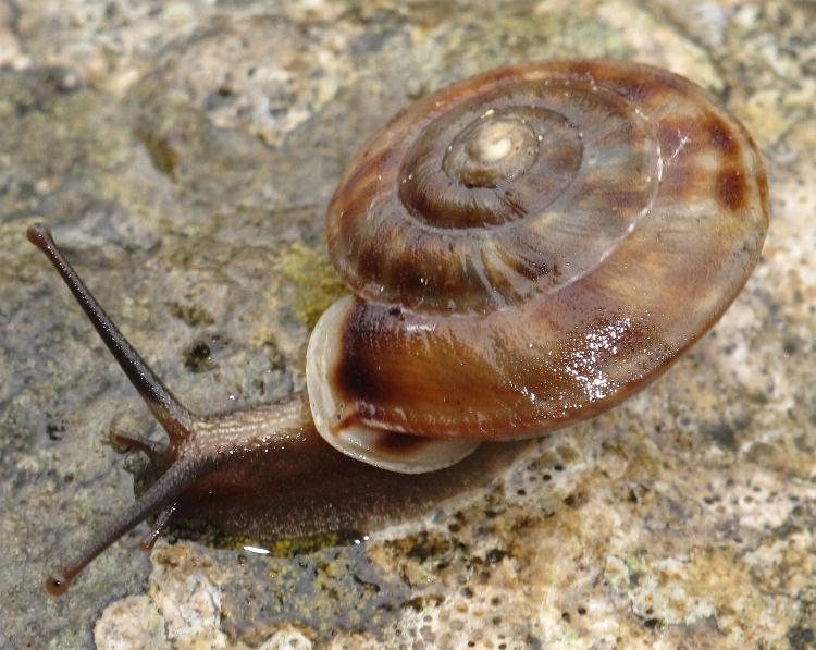 Helicigona lapicida