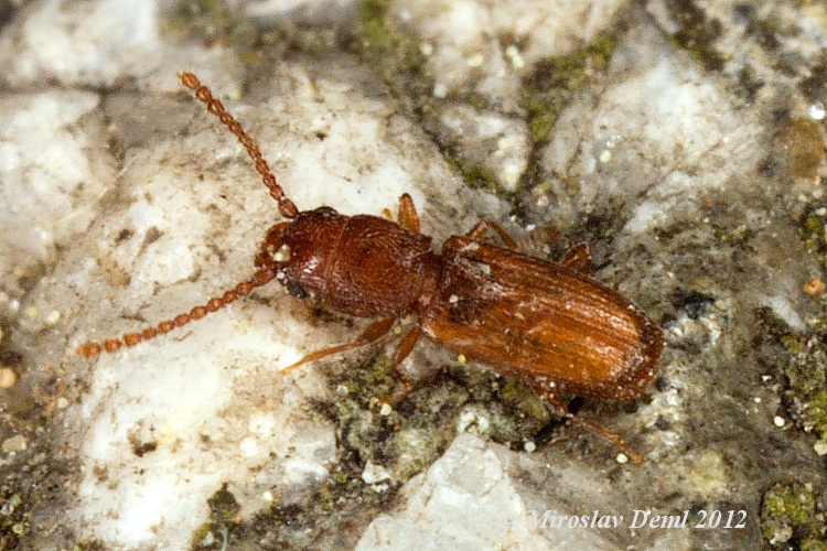 Cryptolestes ferrugineus - lesák moučný