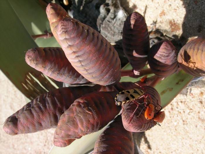Welwitschia mirabilis - welwitschie podivná