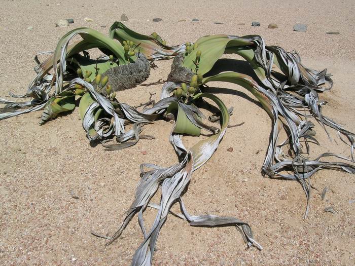 Welwitschia mirabilis - welwitschie podivná