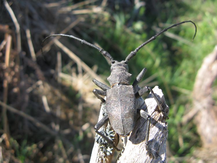 Morimus asper asper