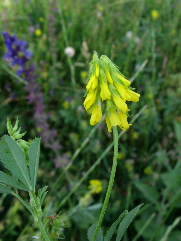 Trigonella spicata