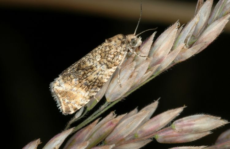 Syricoris lacunana - obaleč jahodníkový