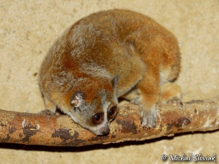 Xanthonycticebus pygmaeus - outloň malý