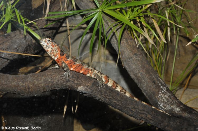 Shinisaurus crocodilurus - krokodýlovec čínský