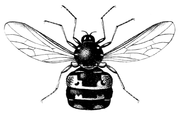 Opsebius perspicillatus