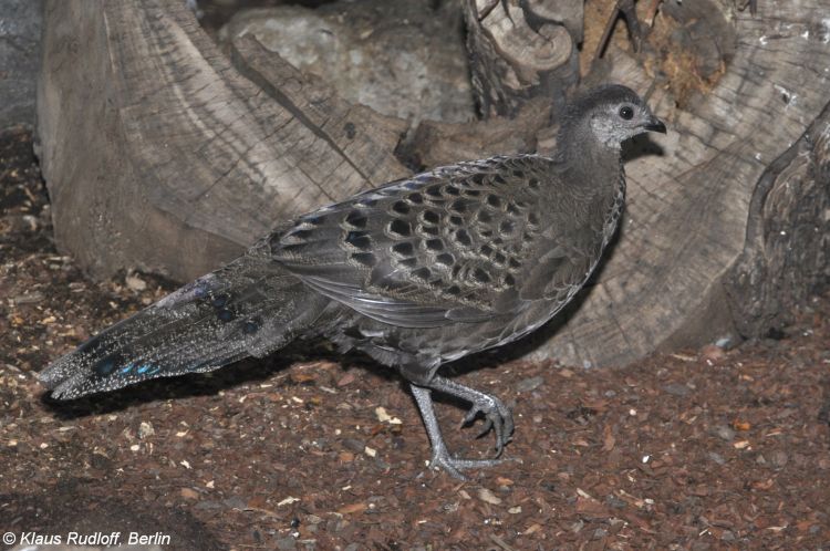 Polyplectron germaini - bažant bělolící
