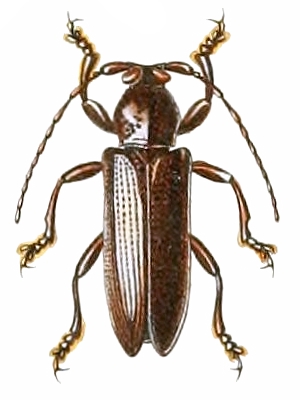 Apomecyna longipennis