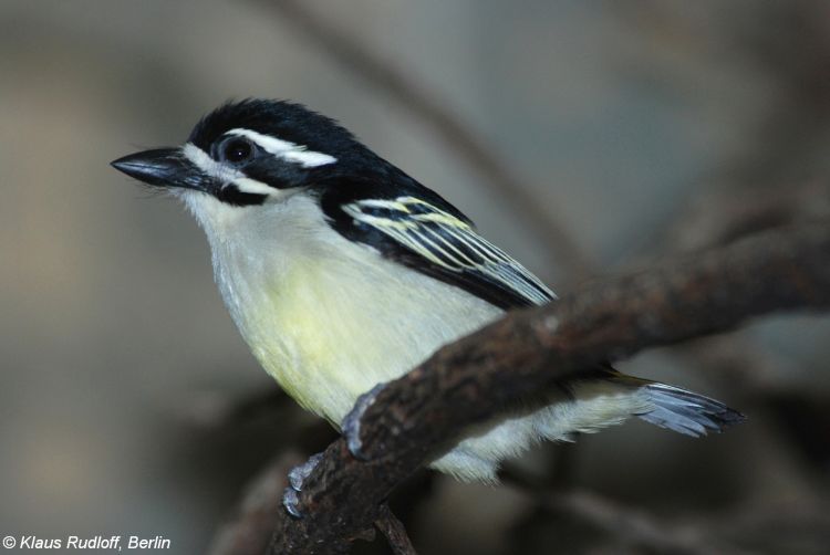 Pogoniulus bilineatus - Yellow-rumped Tinkerbird