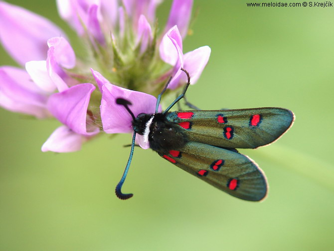 Zygaena lavandulae