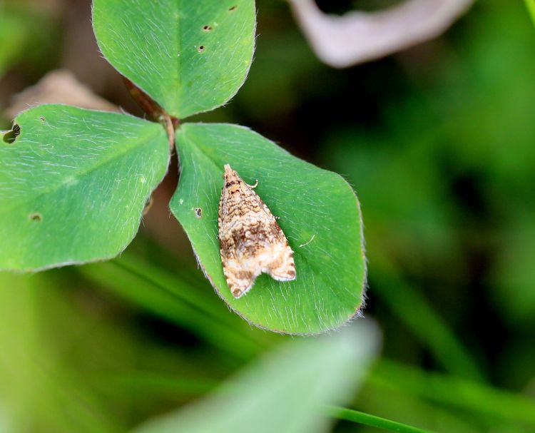 Syricoris lacunana - obaleč jahodníkový