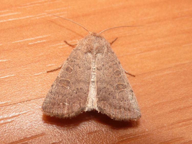 Hoplodrina ambigua - blýskavka jitrocelová