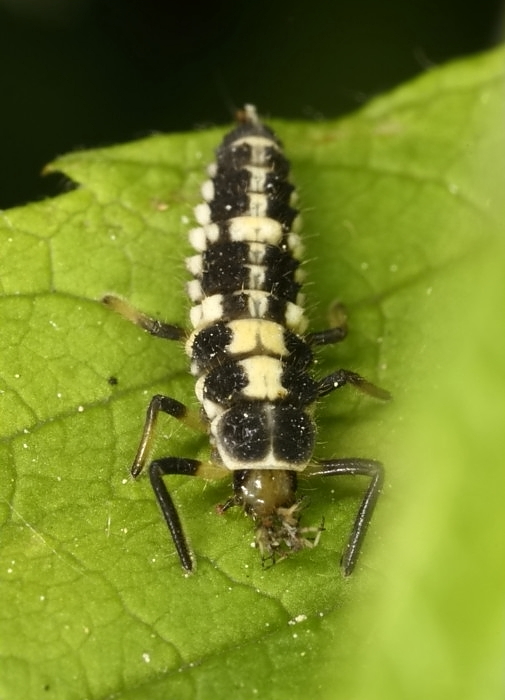Propylea quatuordecimpunctata - slunéčko čtrnáctitečné