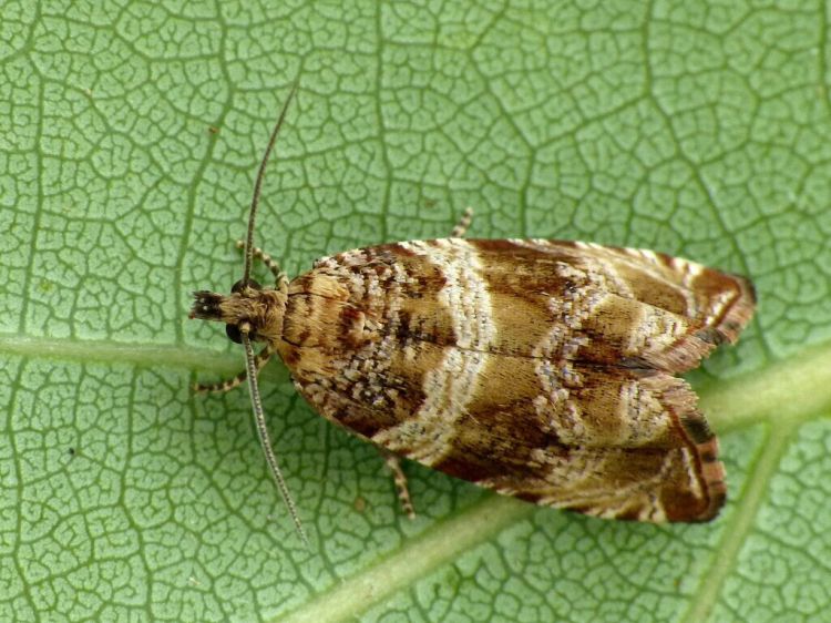 Celypha cespitana