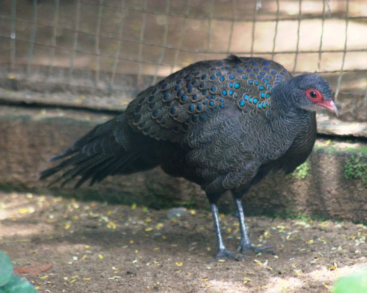 Polyplectron germaini - bažant bělolící