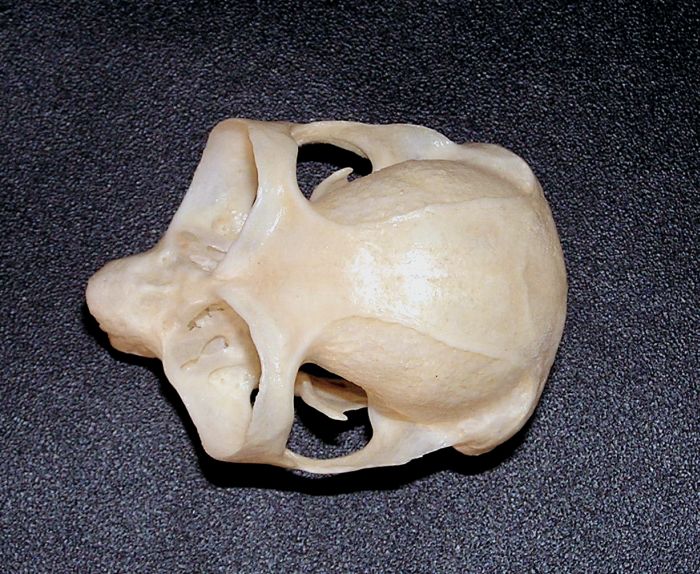 Xanthonycticebus pygmaeus - outloň malý
