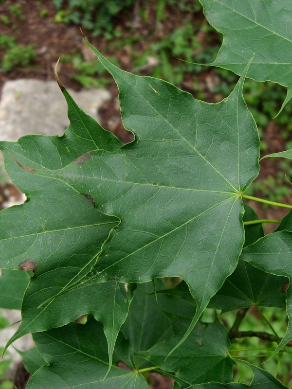 Acer cappadocicum subsp. cappadocium - Cappadocian Maple