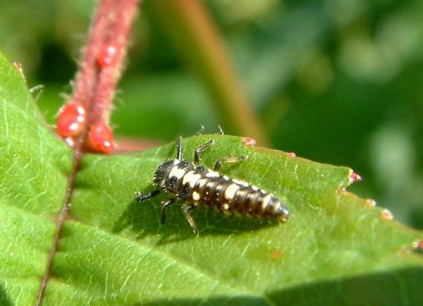 Propylea quatuordecimpunctata - slunéčko čtrnáctitečné