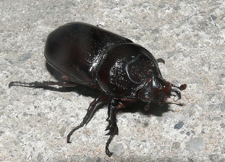 Oryctes rhinoceros