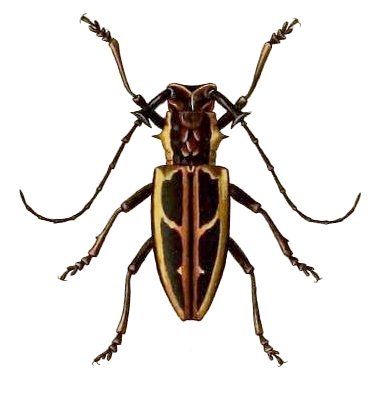 Stratioceros princeps