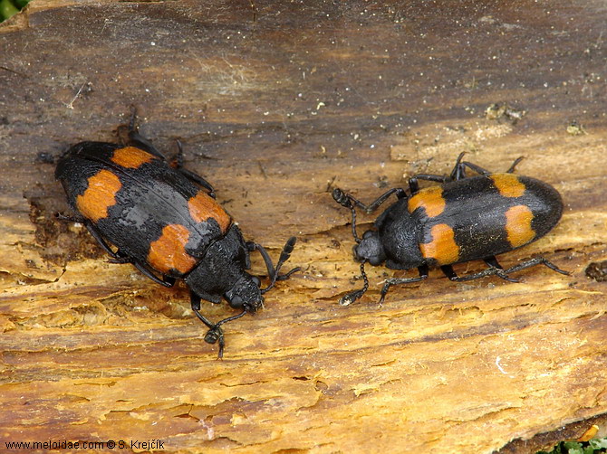 Episcapha quadrimacula