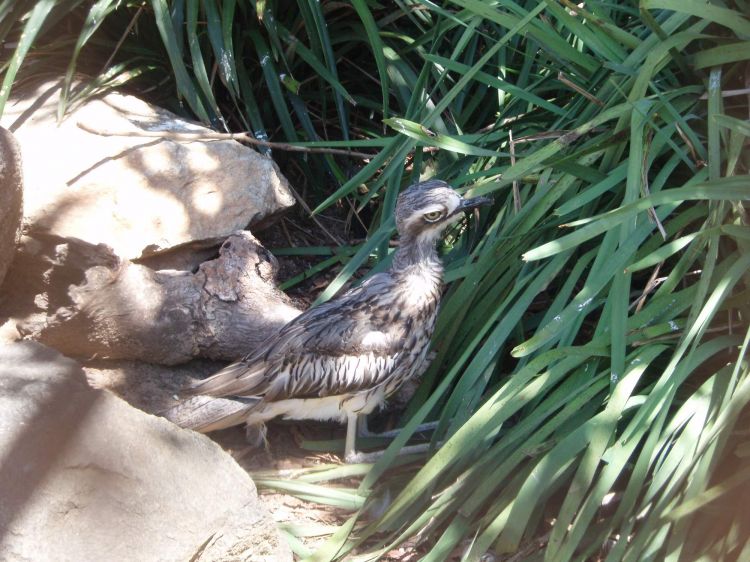 Burhinus grallarius - Bush Stone-curlew