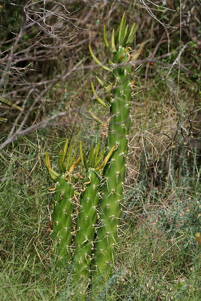 Austrocylindropuntia subulata - opuncie větevnatá