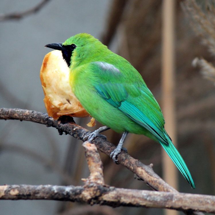 Chloropsis cochinchinensis - sýkavka modrokřídlá