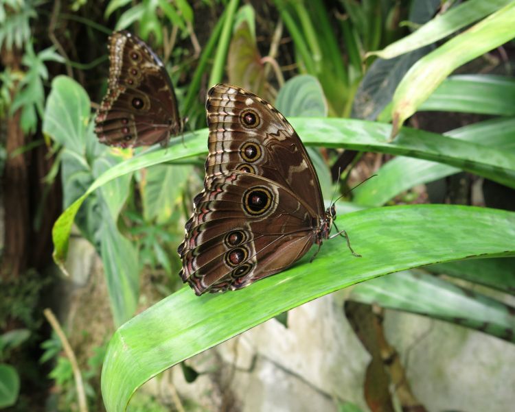 Morpho helenor peleides