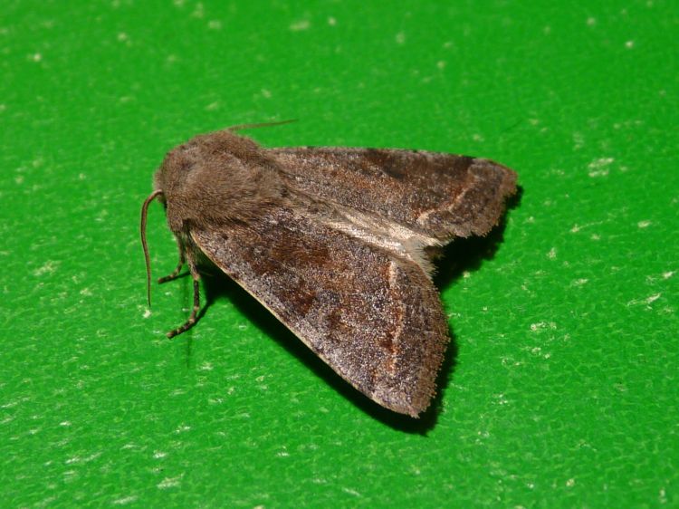 Orthosia incerta - jarnice březnová