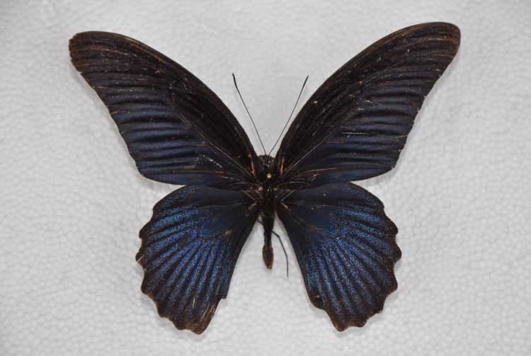 Papilio memnon agenor