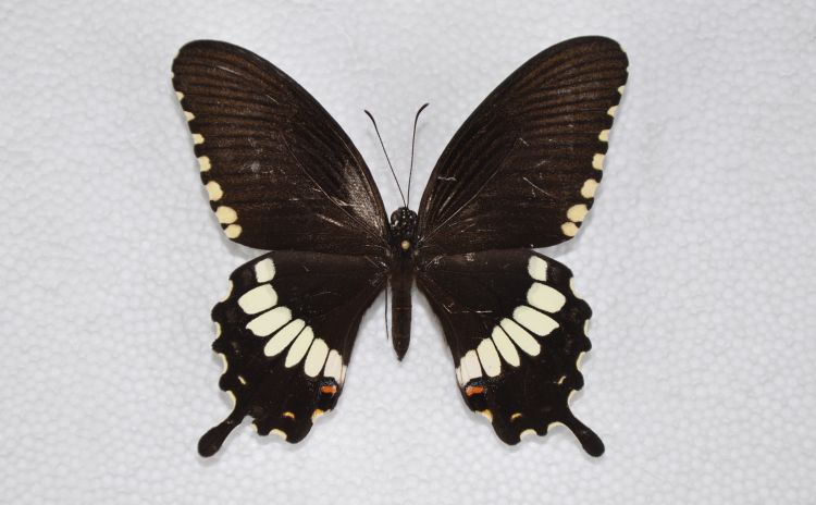 Papilio polytes romulus f. cyrus