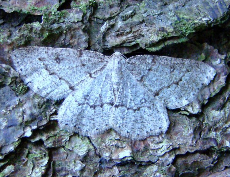 Elophos vittaria