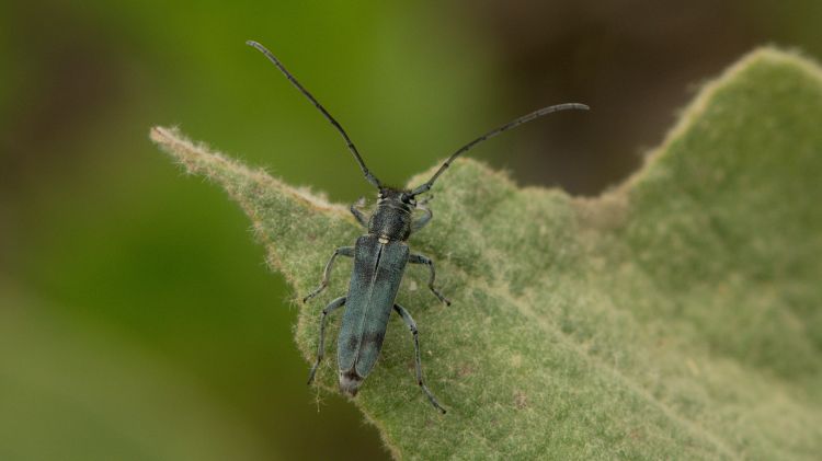 Phytoecia caerulescens caerulescens - kozlíček kovolesklý